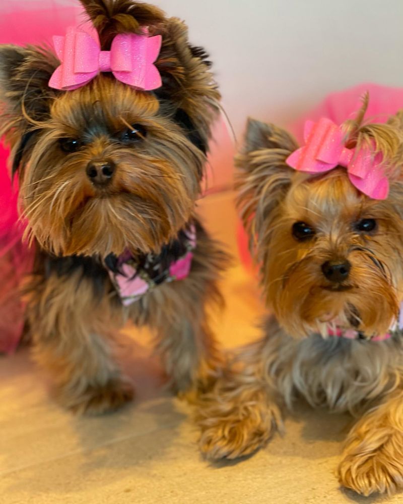 Yorkshire Terrier