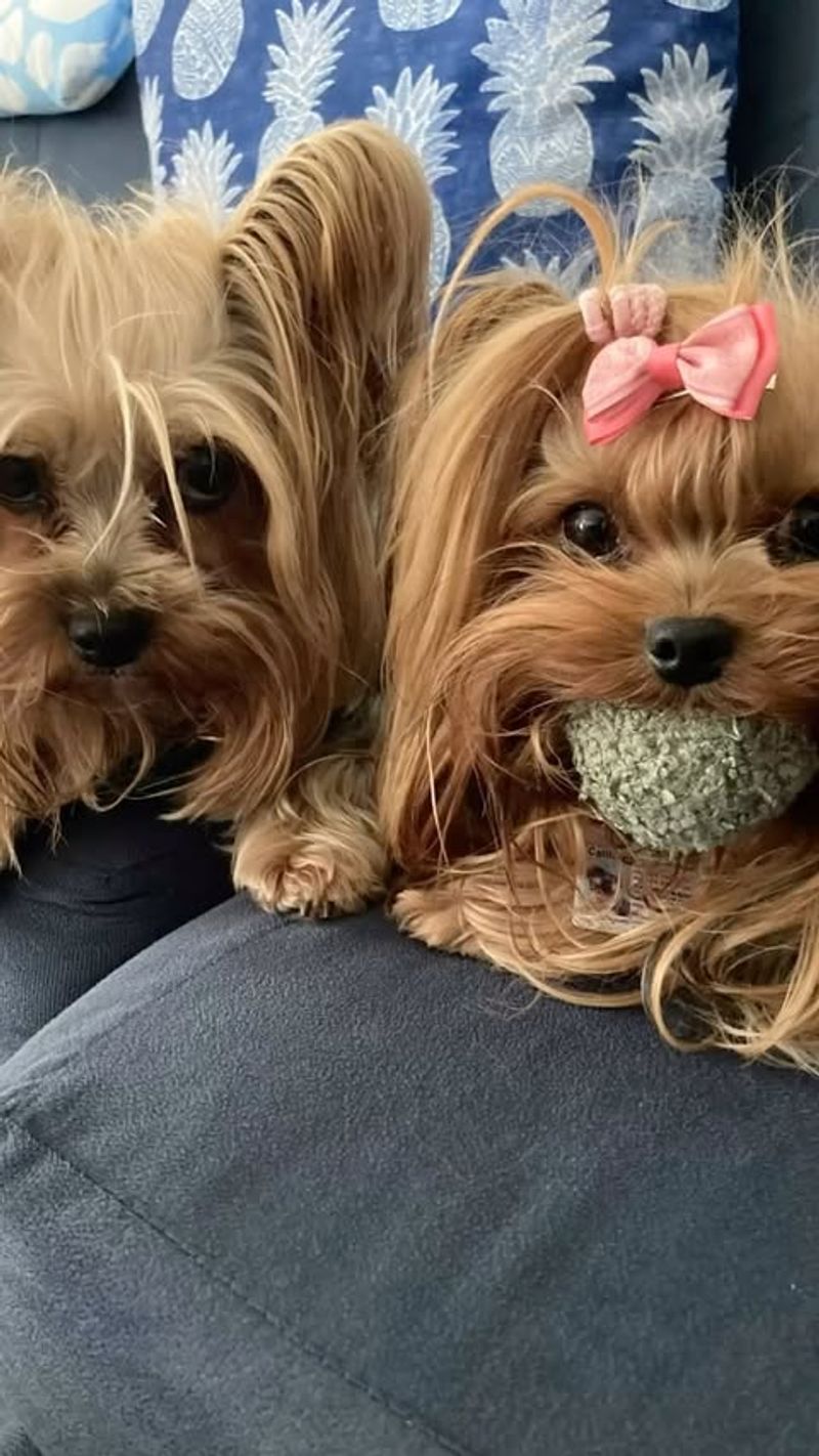 Yorkshire Terrier
