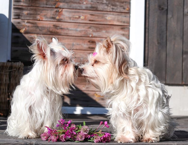 Yorkshire Terrier
