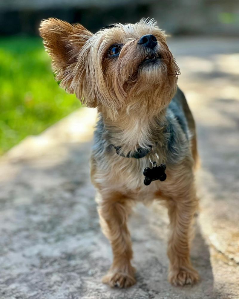 Yorkshire Terrier