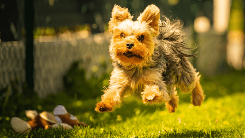 Yorkshire Terrier