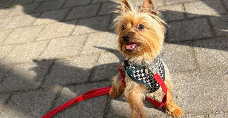 22 Small Dog Breeds Known for Their Quiet and Calm Nature - Epic dogs tales