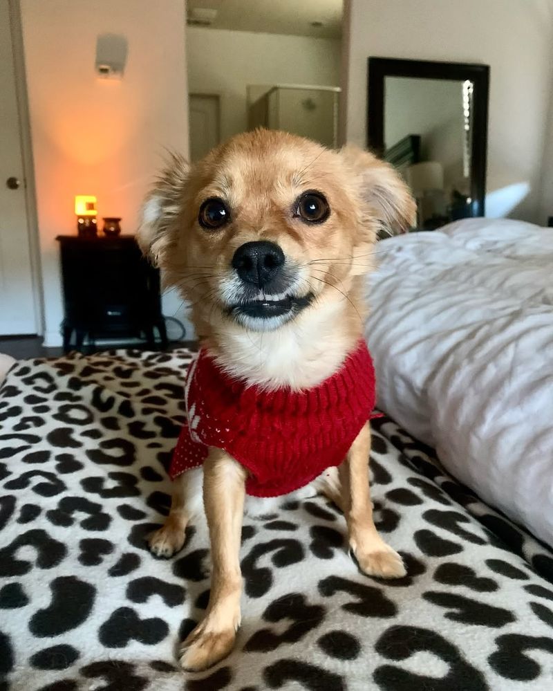 Chihuahua