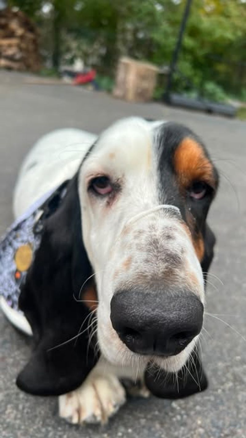 Basset Hound