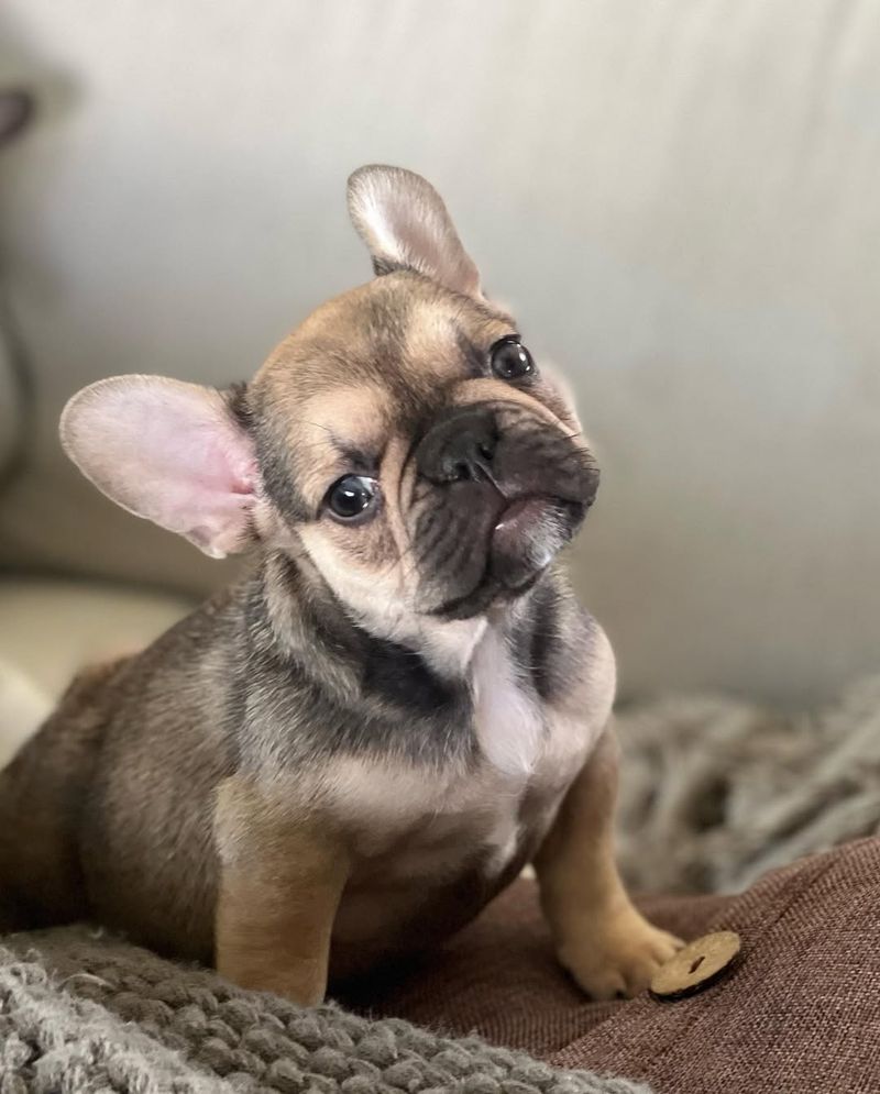 French Bulldog