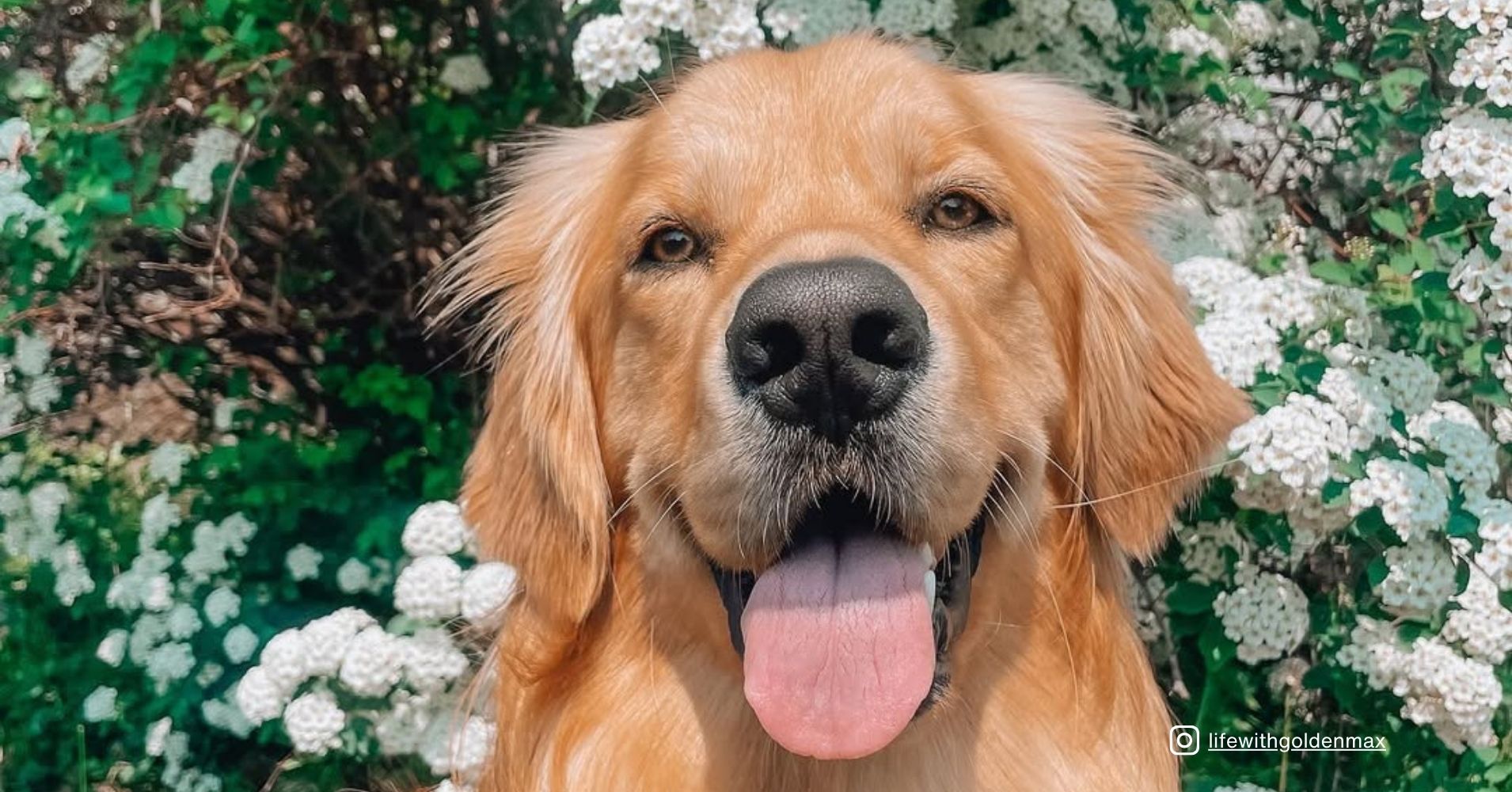 Stability Dog 25 Dog Breeds That Perfectly Balance Strength and Gentleness - Epic ...
