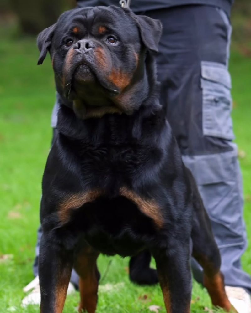 Rottweiler