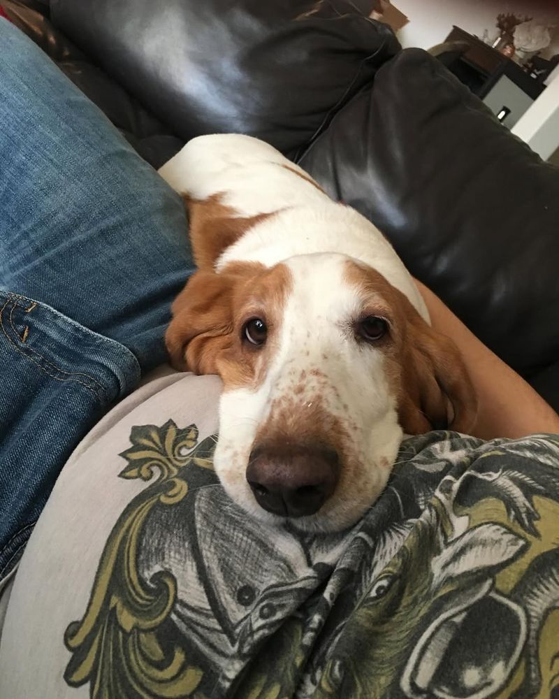 Basset Hound