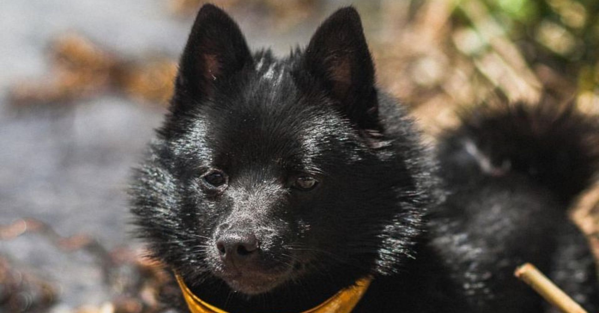 27 Loyal Small Dog Breeds That Stick by Your Side Wherever You Go ...