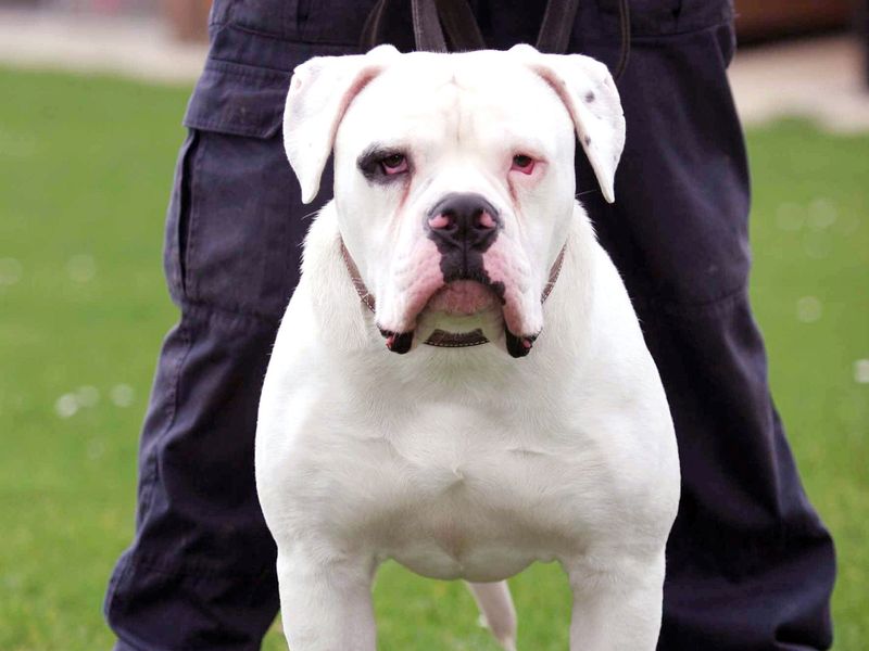 A Controversial Past: The American Bulldog’s History in Dog Fighting