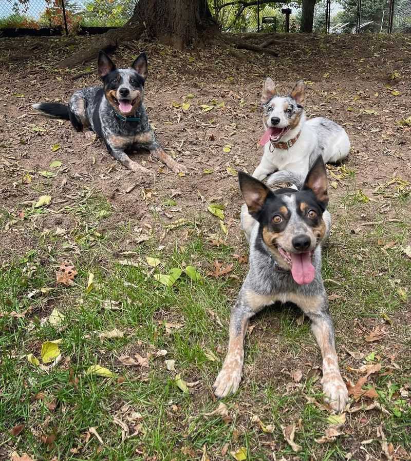 A Herding Instinct That Extends to Their Human Family