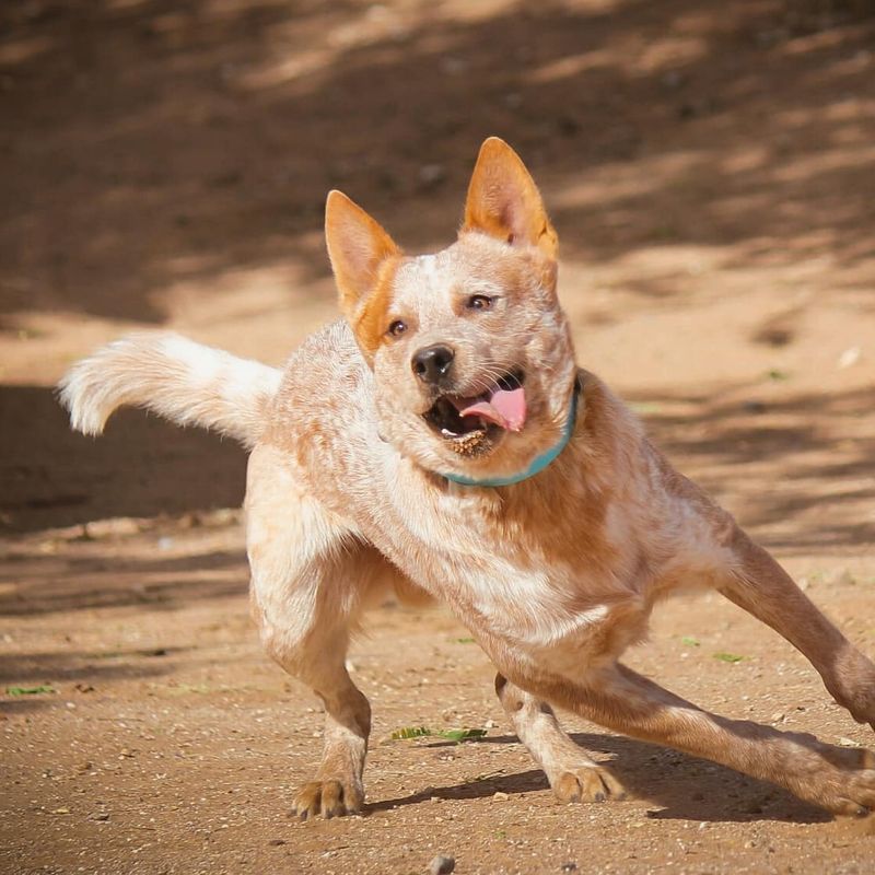 A Natural Herding Dog: The Blue Heeler’s Working Instincts