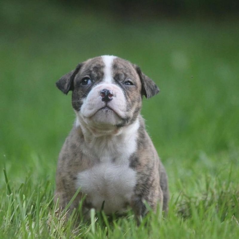 A Pricey Pup: How Much an American Bulldog Costs from a Breeder