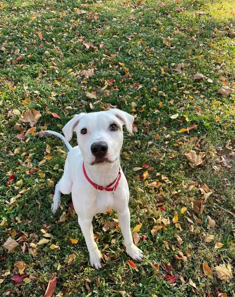 Adopt, Don’t Shop: Why a Rescue American Bulldog Might Be Your Best Choice