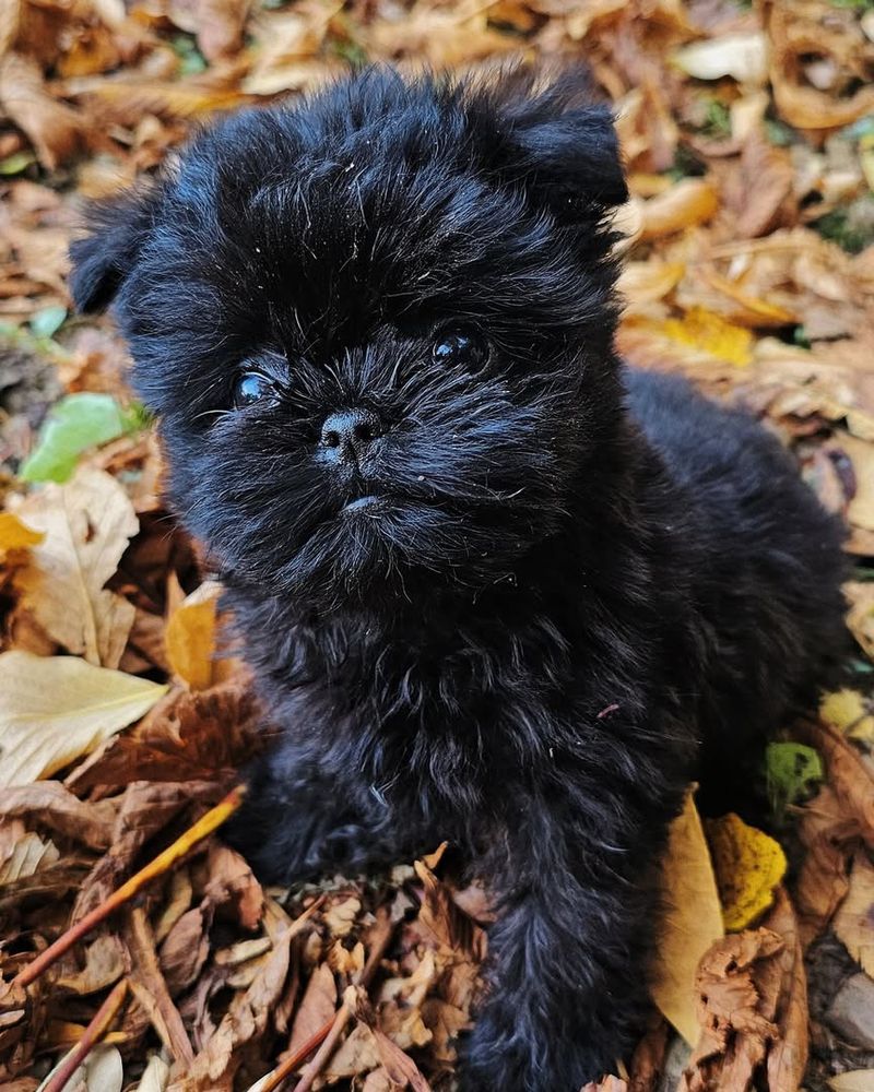 Affenpinscher