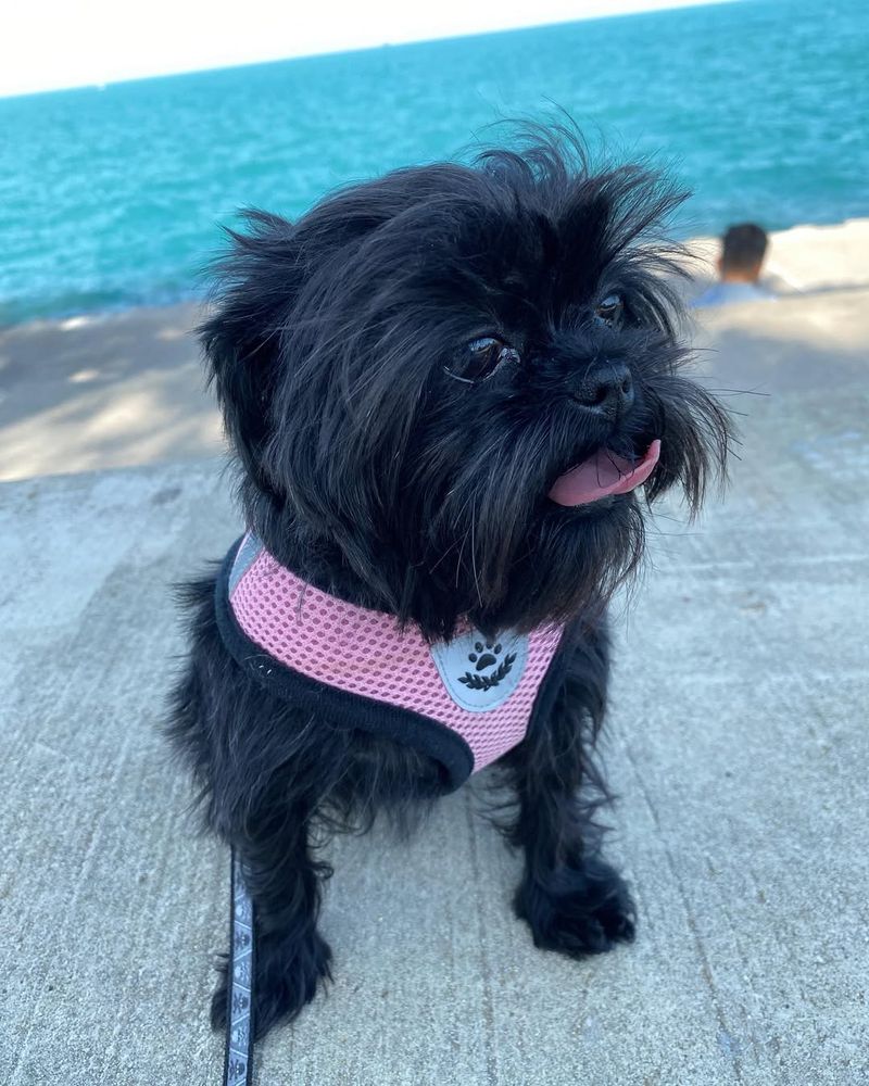 Affenpinscher