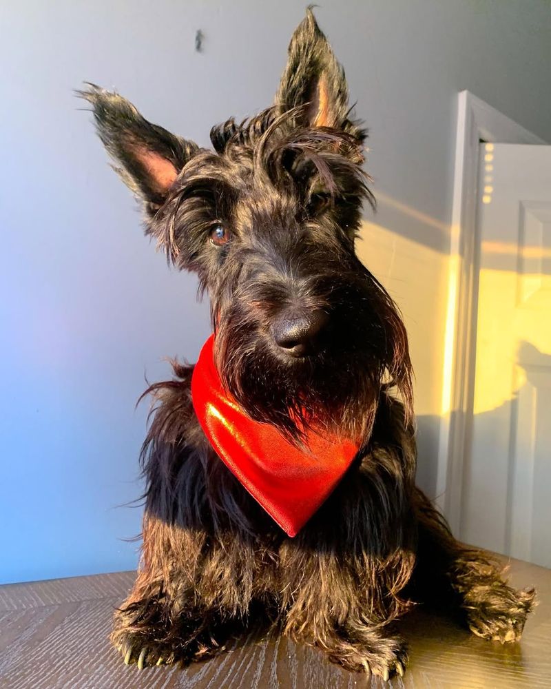 Scottish Terrier