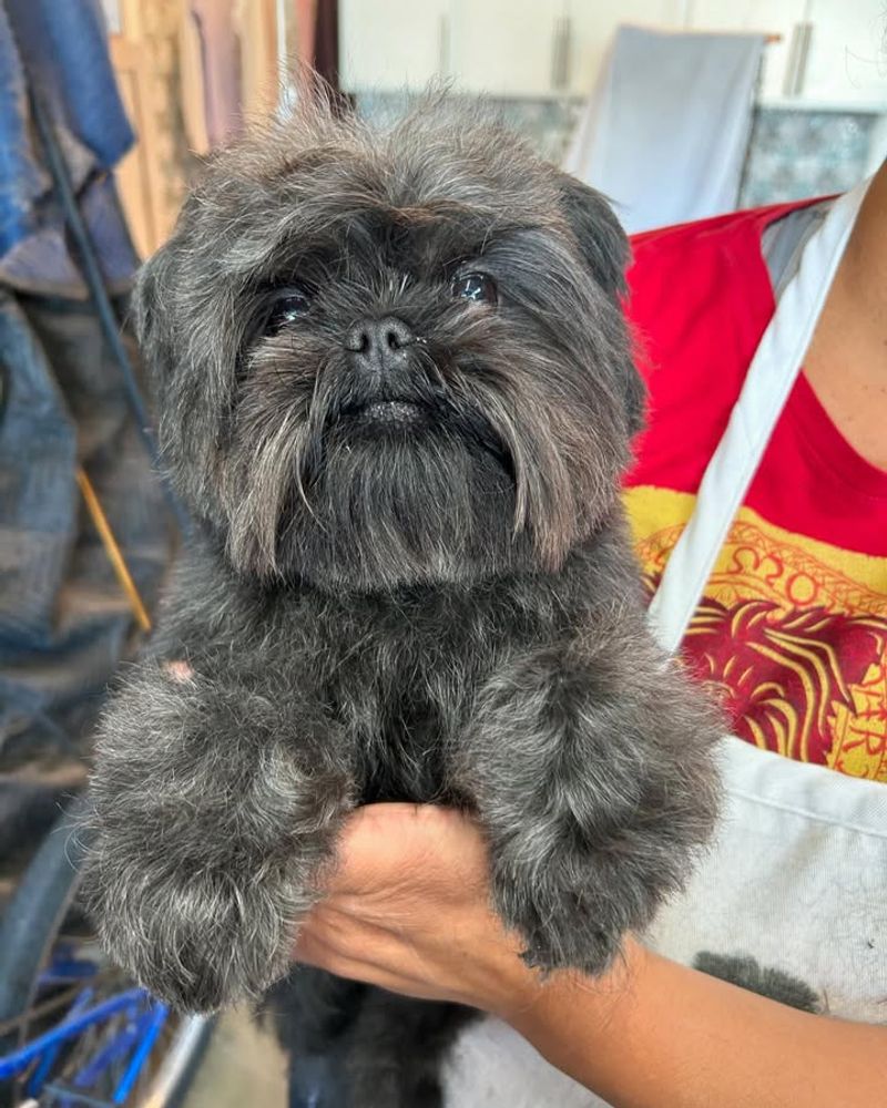 Affenpinscher