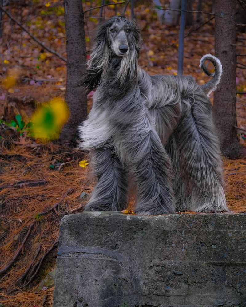 Afghan Hound