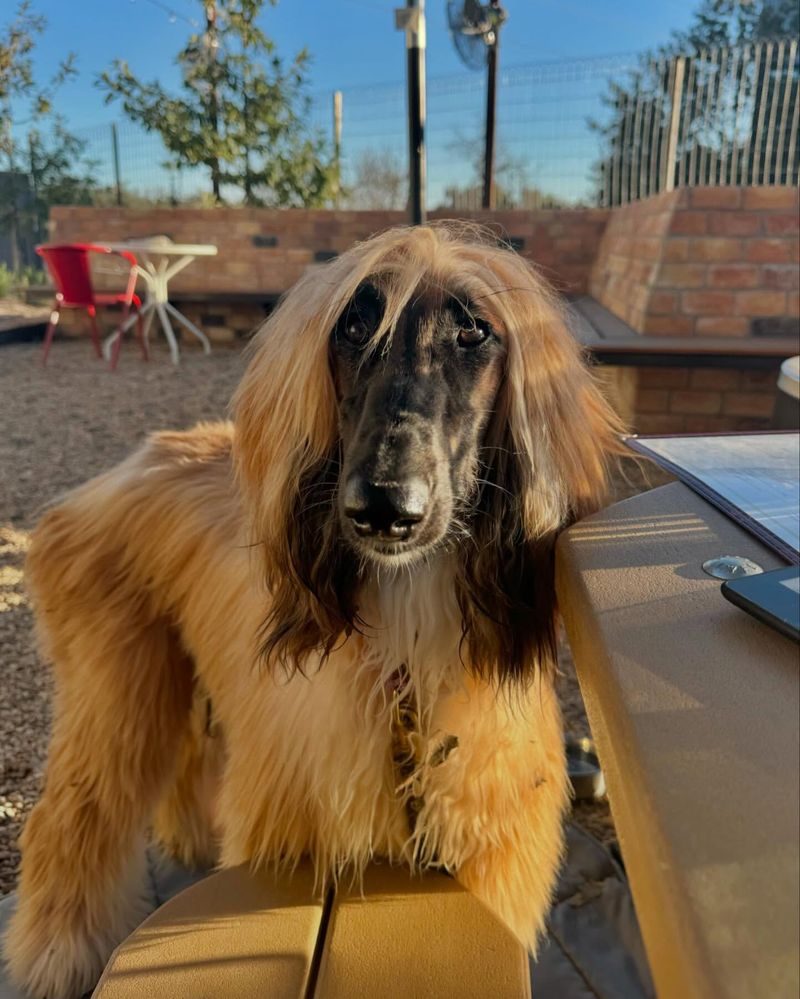 Afghan Hound