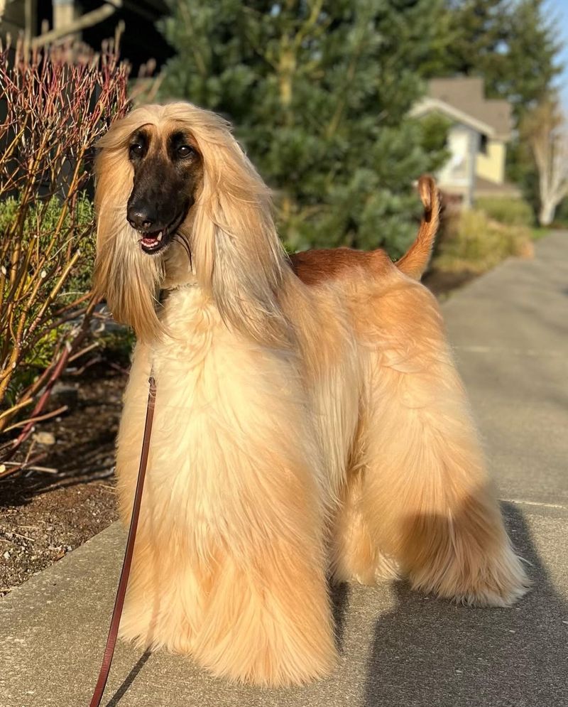 Afghan Hound