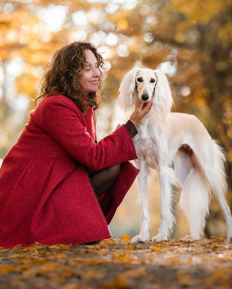 Afghan Hound