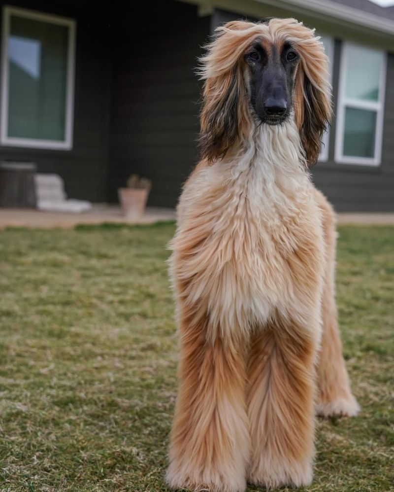 Afghan Hound