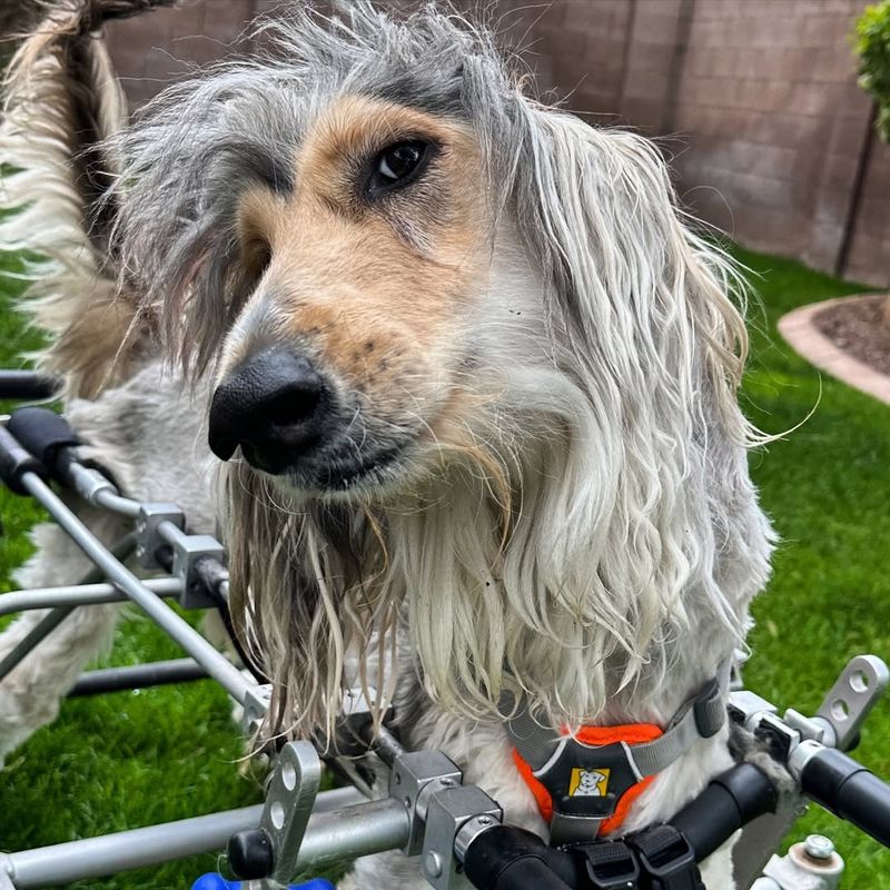 Afghan Hound