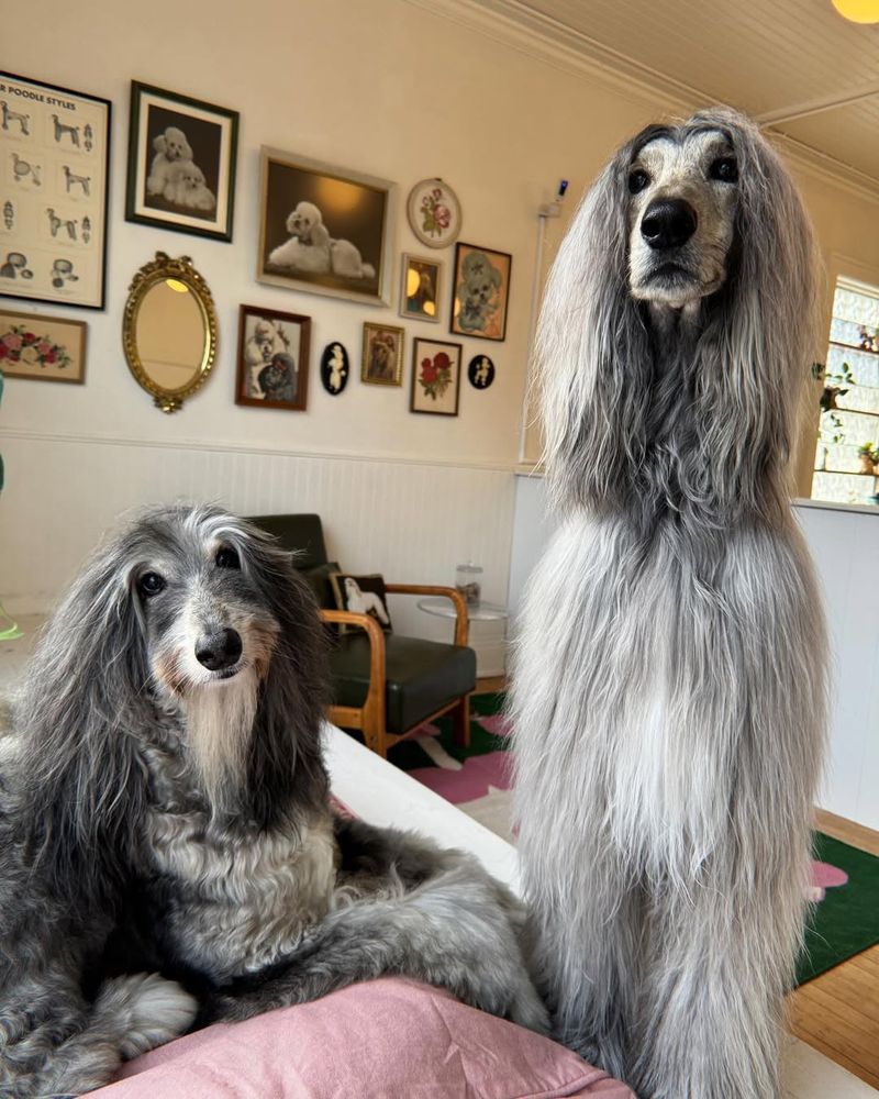 Afghan Hound