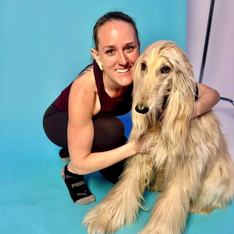 Afghan Hound