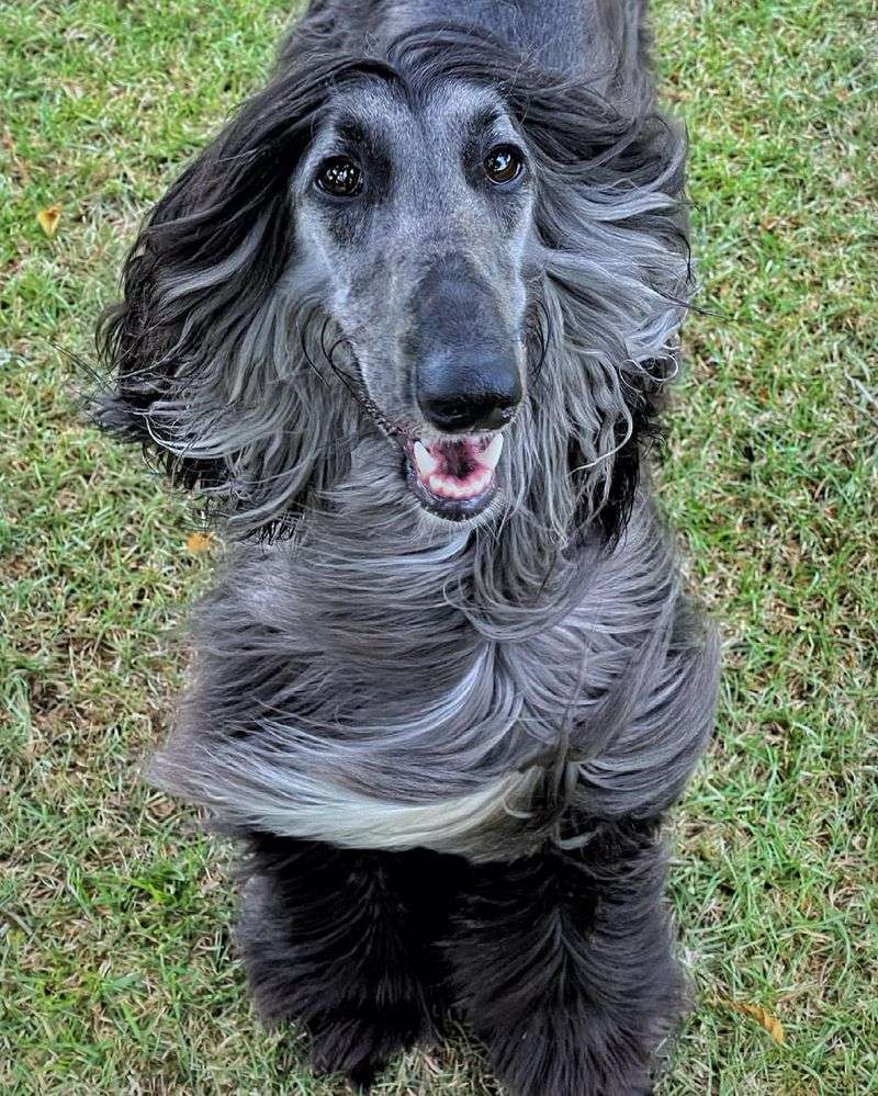 Afghan Hound