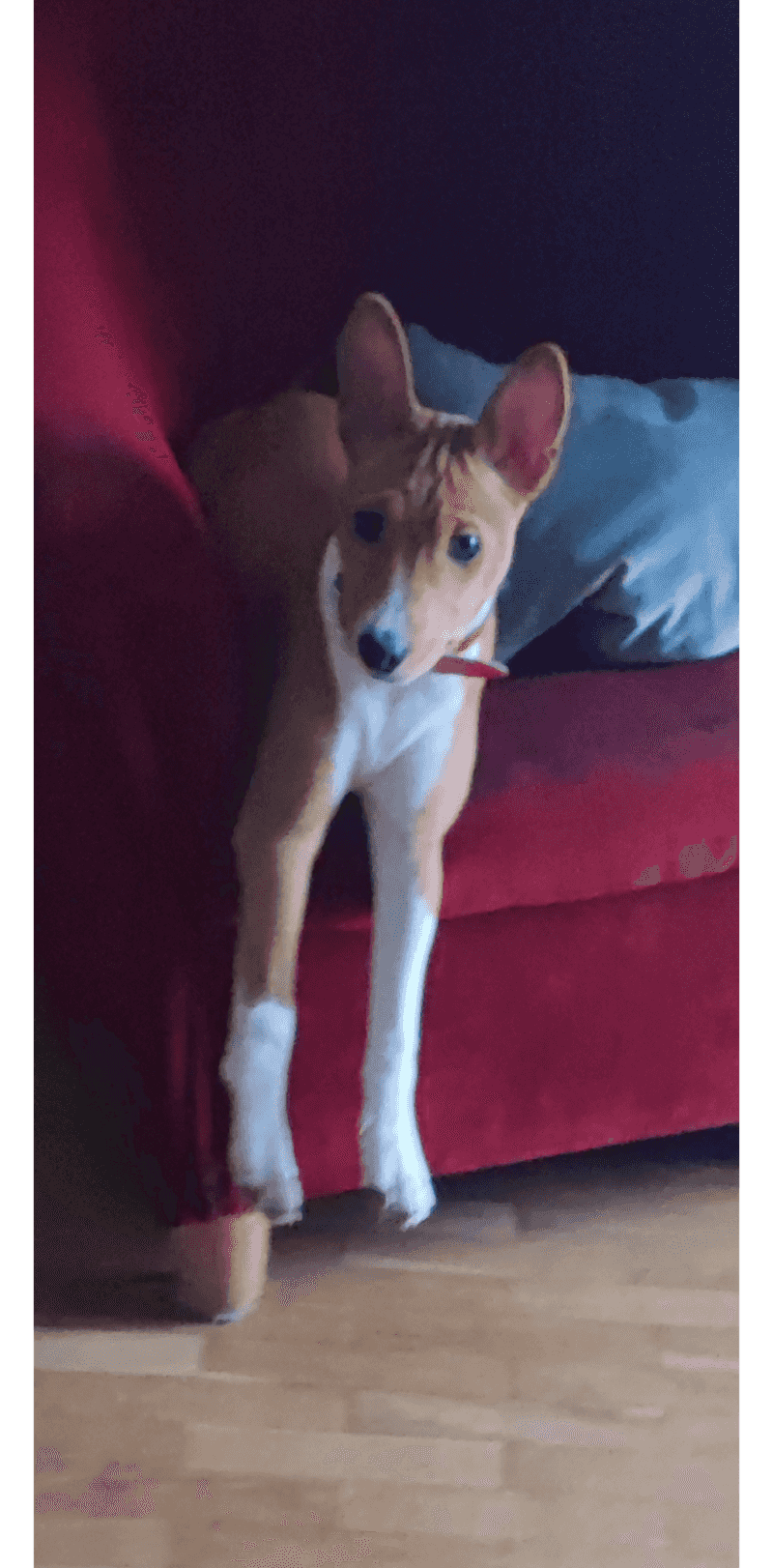 Basenji