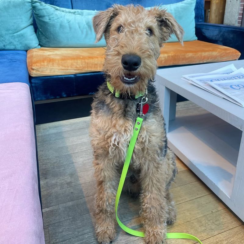 Airedale Terrier