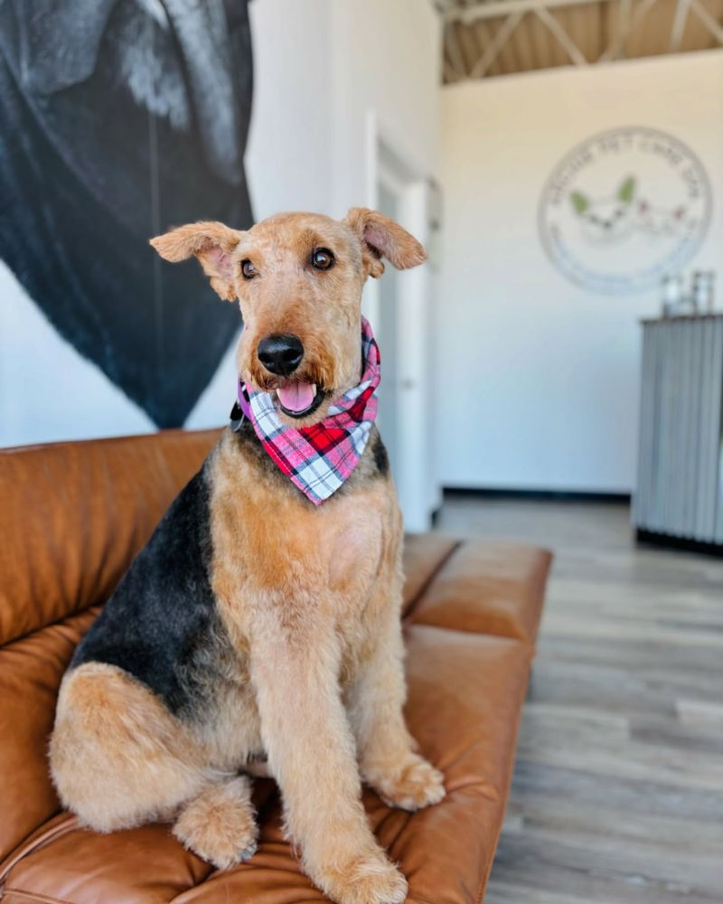 Airedale Terrier