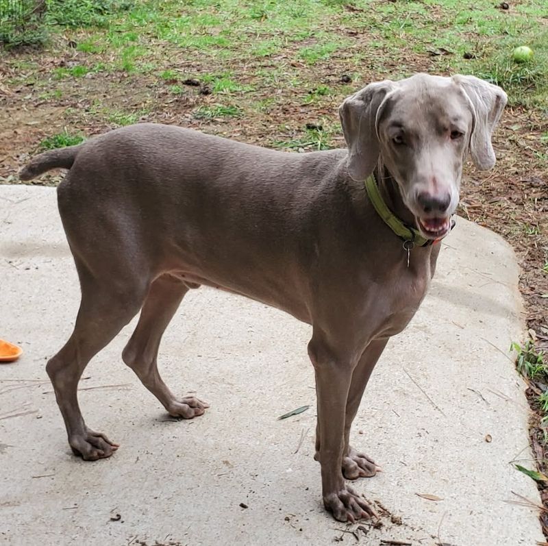 Weimaraner