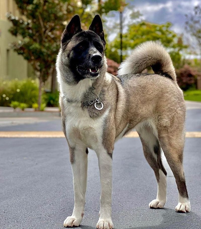 Akita