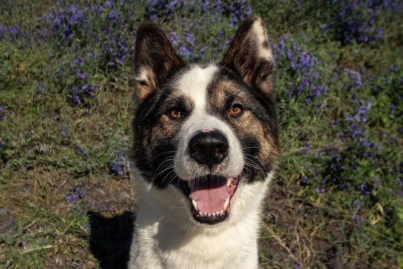 Akita