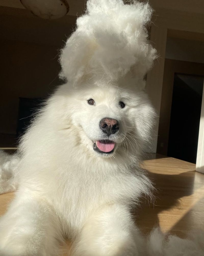 Samoyed