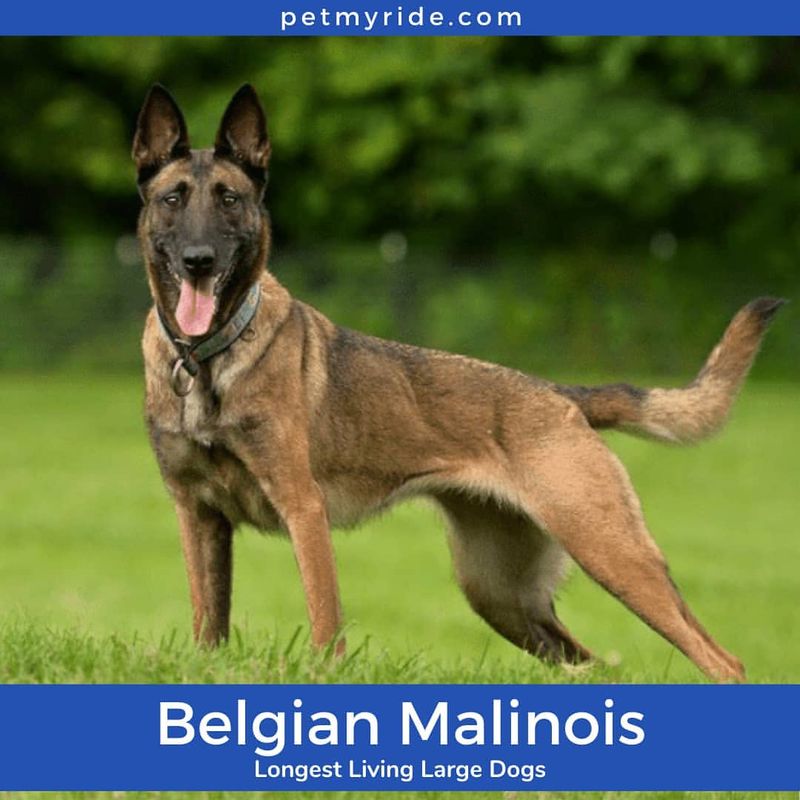 Belgian Malinois