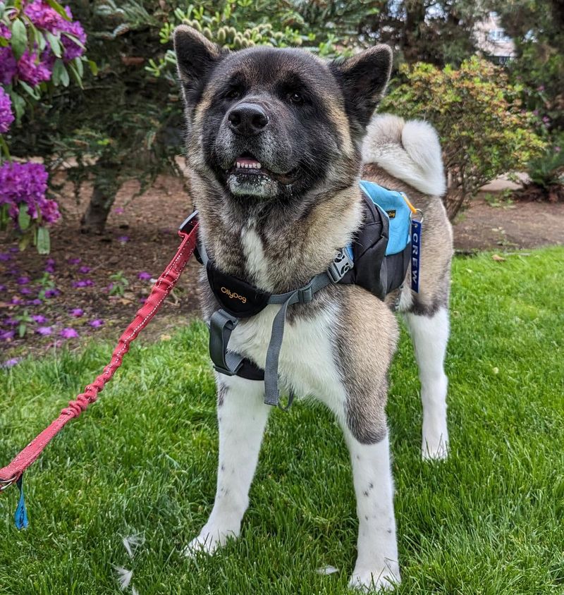 Akita Inu