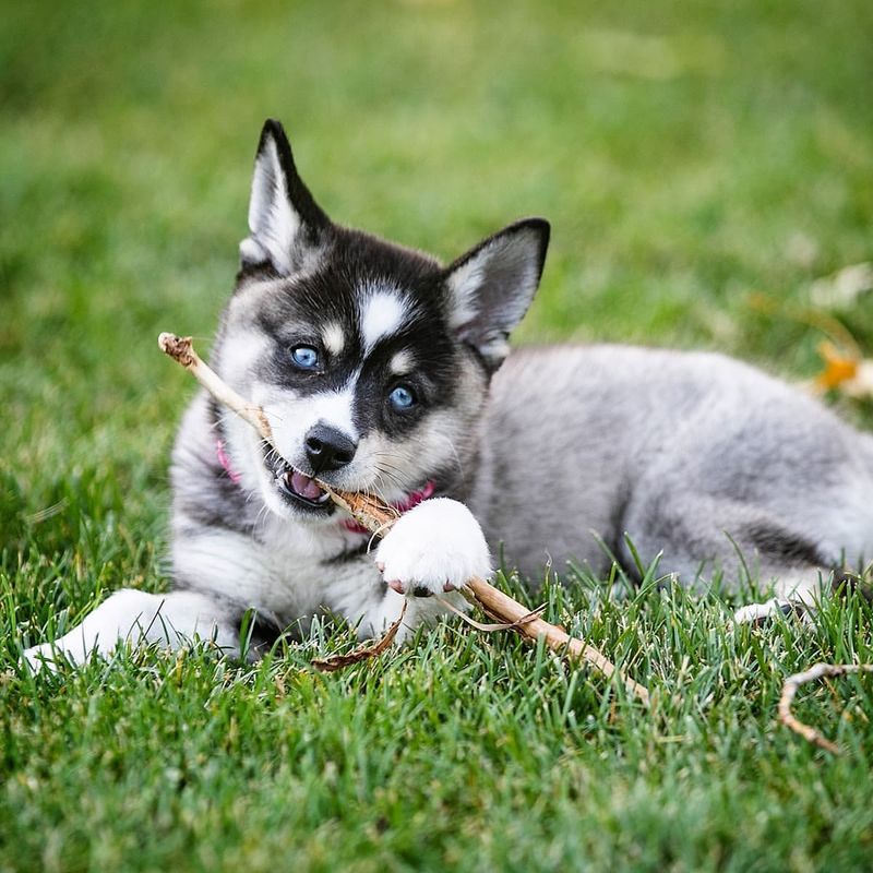 Alaskan Klee Kai