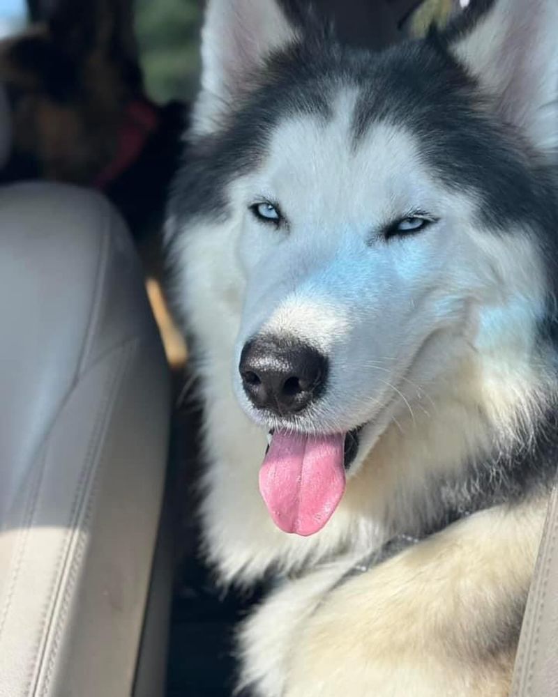 Alaskan Malamute