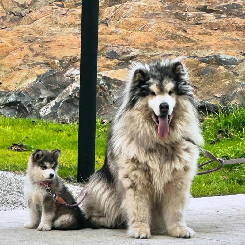 Alaskan Malamute