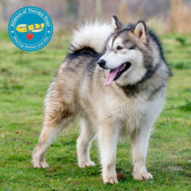 Alaskan Malamute