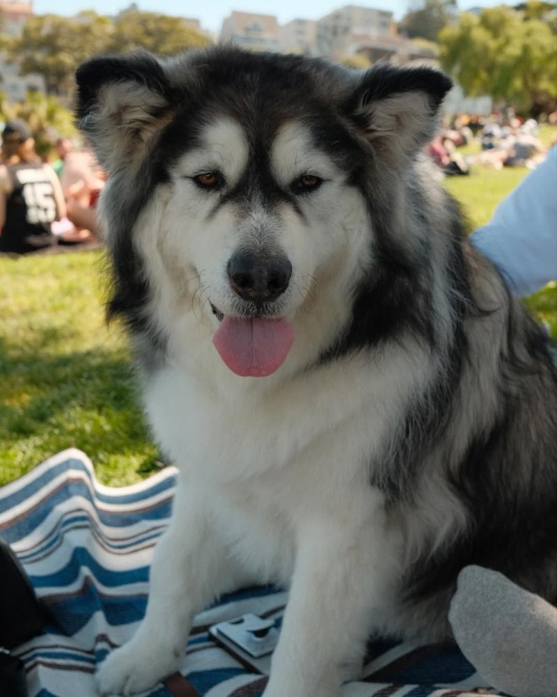 Alaskan Malamute