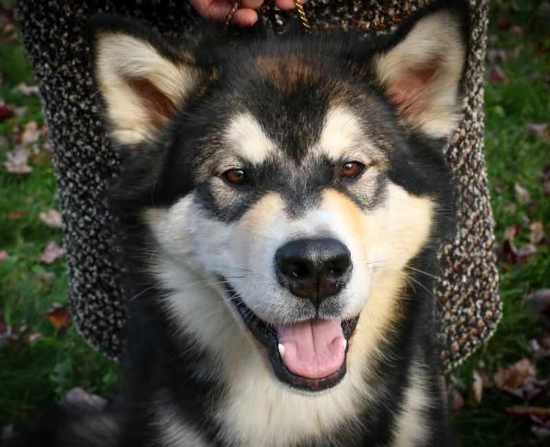 Alaskan Malamute