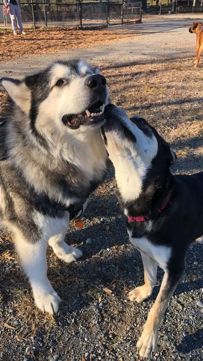 Alaskan Malamute