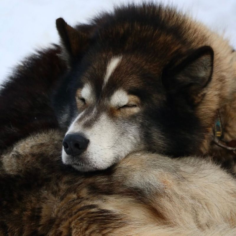 Alaskan Malamute