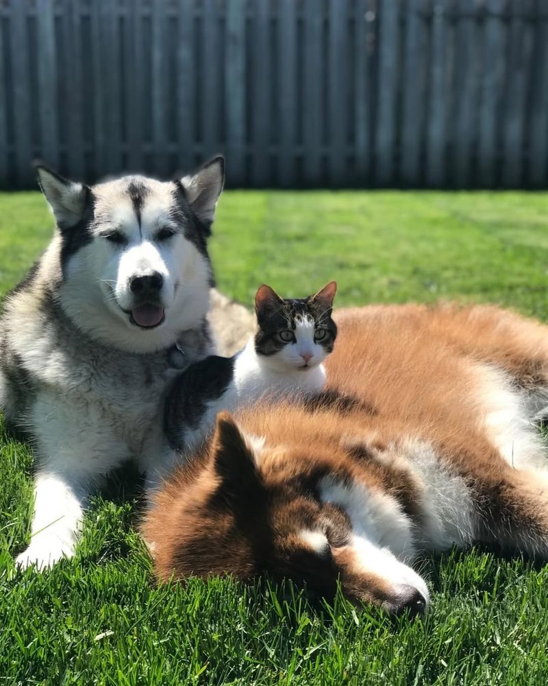 Alaskan Malamute