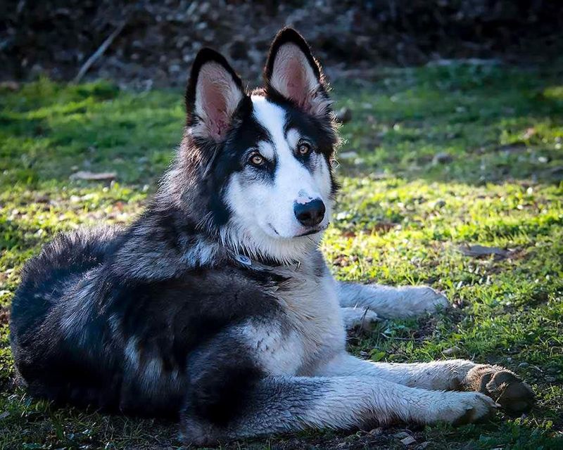 Alaskan Malamute